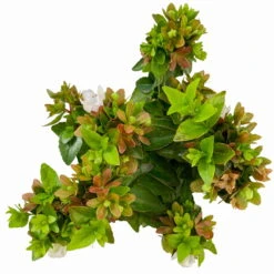 Abelie 'Little Lady', Mini, Topf-Ø 6 Cm, 12er-Set -Bestes Gartengeräte Geschäft 0664400087 Abelia grandiflora Little Lady T6 gruenlaubig 12er Set 7 2a 116213