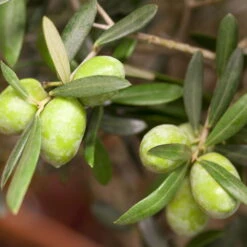 Olivenbaum, Stämmchen, Topf-Ø 26 Cm, Höhe Ca. 140 Cm