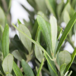 Olivenbaum, Busch, Topf-Ø 21 Cm, Höhe Ca. 50 Cm -Bestes Gartengeräte Geschäft 0680200048 0680200051 0680200054 0680200057 0680200061 0680200075 Koelle Olea europaea Busch 76777 1