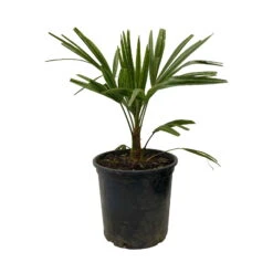 Hanfpalme, Topf-Ø 18 Cm, Höhe Ca. 40-50 Cm