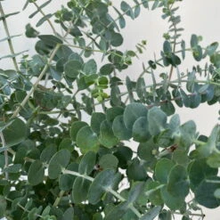 Eukalyptus 'Baby Blue', Busch, Topf-Ø 20 Cm -Bestes Gartengeräte Geschäft 0680400059 Eukalyptus gunnii Busch T20 Baby Blue WS 5 98460