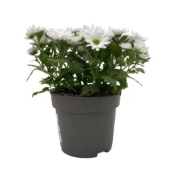 Chrysanthemen 'Swifty', Weiß, Topf-Ø 12 Cm, 6er-Set -Bestes Gartengeräte Geschäft 0690110162 Chrysanthemum indicum Swifty T12 weiss 6er Set WS 2 95639