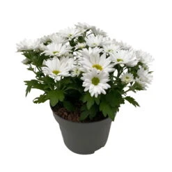 Chrysanthemen 'Swifty', Weiß, Topf-Ø 12 Cm, 6er-Set -Bestes Gartengeräte Geschäft 0690110162 Chrysanthemum indicum Swifty T12 weiss 6er Set WS 3 95640