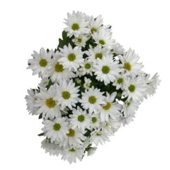 Chrysanthemen 'Swifty', Weiß, Topf-Ø 12 Cm, 6er-Set -Bestes Gartengeräte Geschäft 0690110162 Chrysanthemum indicum Swifty T12 weiss 6er Set WS 4 95641