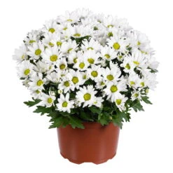 Chrysanthemen 'Swifty', Weiß, Topf-Ø 12 Cm, 6er-Set -Bestes Gartengeräte Geschäft 0690110162 Chrysanthemum indicum weiss Swifty 6er Set 1 79202