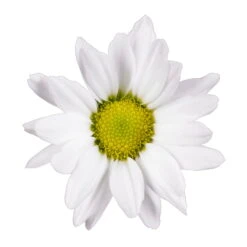 Chrysanthemen 'Swifty', Weiß, Topf-Ø 12 Cm, 6er-Set -Bestes Gartengeräte Geschäft 0690110162 Chrysanthemum indicum weiss Swifty 6er Set 79203