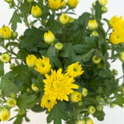 Chrysanthemen, Farben Nach Verfügbarkeit, Topf-Ø 10,5 Cm, 8er-Set -Bestes Gartengeräte Geschäft 0690120041 Chrysanthemum multiflora gelb 8er Set 5 112603