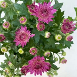 Chrysanthemen, Farben Nach Verfügbarkeit, Topf-Ø 10,5 Cm, 8er-Set -Bestes Gartengeräte Geschäft 0690120042 Chrysanthemum multiflora 8er Set lila 7 112605