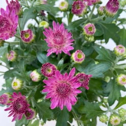Chrysanthemen, Farben Nach Verfügbarkeit, Topf-Ø 10,5 Cm, 8er-Set -Bestes Gartengeräte Geschäft 0690120042 Chrysanthemum multiflora 8er Set lila 8 112604