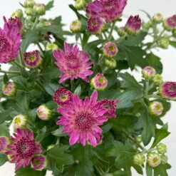 Chrysanthemen, Farben Nach Verfügbarkeit, Topf-Ø 10,5 Cm, 8er-Set -Bestes Gartengeräte Geschäft 0690120042 Chrysanthemum multiflora 8er Set lila 9 112606