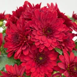 Chrysanthemen, Farben Nach Verfügbarkeit, Topf-Ø 10,5 Cm, 8er-Set -Bestes Gartengeräte Geschäft 0690120043 Chrysanthemum multiflora 8er Set rot 8 112607