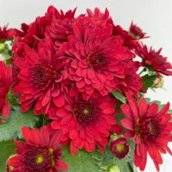Chrysanthemen, Farben Nach Verfügbarkeit, Topf-Ø 10,5 Cm, 8er-Set -Bestes Gartengeräte Geschäft 0690120043 Chrysanthemum multiflora 8er Set rot 9 112608