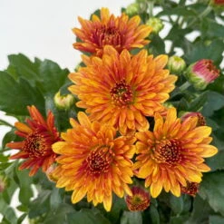 Chrysanthemen, Farben Nach Verfügbarkeit, Topf-Ø 10,5 Cm, 8er-Set -Bestes Gartengeräte Geschäft 0690120044 Chrysanthemum multiflora 8er Set bronze 5 112609