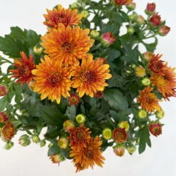 Chrysanthemen, Farben Nach Verfügbarkeit, Topf-Ø 10,5 Cm, 8er-Set -Bestes Gartengeräte Geschäft 0690120044 Chrysanthemum multiflora 8er Set bronze 6 112610