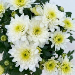 Chrysanthemen, Farben Nach Verfügbarkeit, Topf-Ø 10,5 Cm, 8er-Set -Bestes Gartengeräte Geschäft 0690120045 Chrysanthemum multiflora 8er Set weiss 5 112611