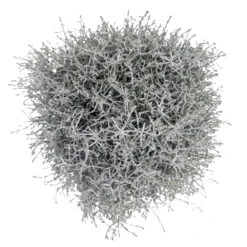 Calocephalus Silber-grau, Topf-Ø 12/13 Cm, 6er-Set -Bestes Gartengeräte Geschäft 0690170041 KB Calocephalus brownii XL Set 3 2 81615