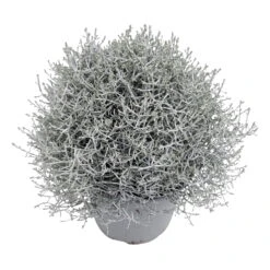 Calocephalus Silber-grau, Topf-Ø 12/13 Cm, 6er-Set