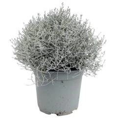 Calocephalus Silber-grau, Topf-Ø 12/13 Cm, 6er-Set -Bestes Gartengeräte Geschäft 0690170041 KB Calocephalus brownii XL Set 3 6 81613