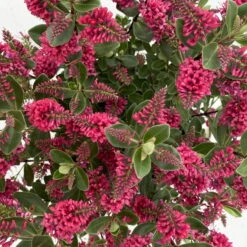 Hebe 'All Blooms®' Rot, Topf-Ø 10,5cm, 6er-Set -Bestes Gartengeräte Geschäft 0690190101 Koelle Hebe All Blooms T17 rot 7 112385