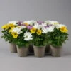 Chrysanthemen 'Trio' Weiß-gelb-rosa, Topf-Ø 12 Cm, 6er-Set