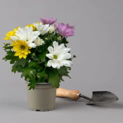 Chrysanthemen 'Trio' Weiß-gelb-rosa, Topf-Ø 12 Cm, 6er-Set -Bestes Gartengeräte Geschäft 0691110105 Chrysanthemum indicum Trio T12 einfach bl weiss gelb rosa 6er Set 2 126823