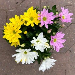 Chrysanthemen 'Trio' Weiß-gelb-rosa, Topf-Ø 12 Cm, 6er-Set -Bestes Gartengeräte Geschäft 0691110105 Chrysanthemum indicum Trio T12 einfach bl weiss gelb rosa 6er Set 4 126822