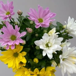 Chrysanthemen 'Trio' Weiß-gelb-rosa, Topf-Ø 12 Cm, 6er-Set -Bestes Gartengeräte Geschäft 0691110105 Chrysanthemum indicum Trio T12 einfach bl weiss gelb rosa 6er Set 5 126821