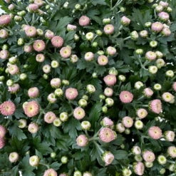 Chrysanthemen Rosa Busch, Topf-Ø 14 Cm, 4er-Set -Bestes Gartengeräte Geschäft 0691140044 Chrysanthemum multiflora Busch T14 rosa 4er Set 1 126934