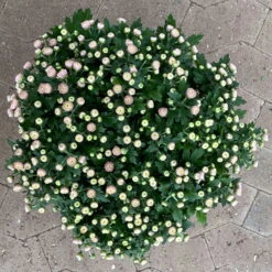 Chrysanthemen Rosa Busch, Topf-Ø 14 Cm, 4er-Set -Bestes Gartengeräte Geschäft 0691140044 Chrysanthemum multiflora Busch T14 rosa 4er Set 2 126933