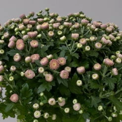 Chrysanthemen Rosa Busch, Topf-Ø 14 Cm, 4er-Set -Bestes Gartengeräte Geschäft 0691140044 Chrysanthemum multiflora Busch T14 rosa 4er Set 5 126932