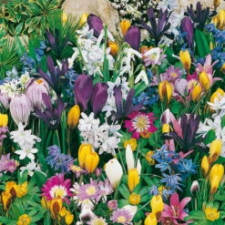 Verwilderungs-Kollektion 60 Blumenzwiebeln -Bestes Gartengeräte Geschäft 0720800120 Koelles Beste Verwilderungs Kollektion 70St RGB 7115