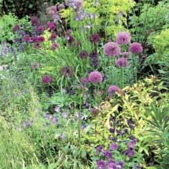 Zierlauchpaket 70 Alliumzwiebeln -Bestes Gartengeräte Geschäft 0720800124 koelles beste allium kollektion zierlauch verschiedene sorten 70stueck gesamt 1 2674