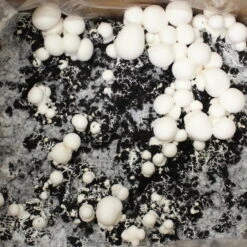 Bio Fertig-Pilzzuchtset Champignon -Bestes Gartengeräte Geschäft 0740400018 BIO Fertig Pilzzuchtset Champignon 32241