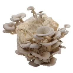 Bio Home Pilzzuchtset Für Austernpilze -Bestes Gartengeräte Geschäft 0740400024 BIO Home Pilzzuchtset Austernpilz 2 32252