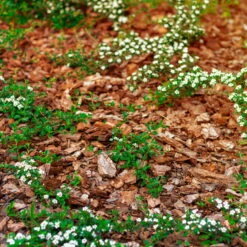 Plantavital Rindenmulch Fein, 2280l, 57 Sack á 40l -Bestes Gartengeräte Geschäft 0960 rindenmulch 1 125175 1