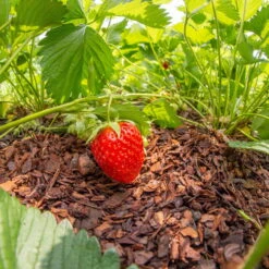 Plantavital Rindenmulch Fein, 2280l, 57 Sack á 40l -Bestes Gartengeräte Geschäft 0960 rindenmulch 2 125173