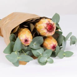 Blumenbund Protea & Eukalyptus, Inkl. Gratis Grußkarte -Bestes Gartengeräte Geschäft 1025700019 Strauss Protea Grandiflora 2 1 101682