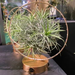 Tillandsie In Rundem Metallgestell, Gold, Mit LED-Beleuchtung, 17cm Ø