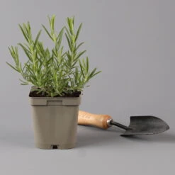 Grillkräuter Salbei, Rosmarin & Thymian, Topf 11x11 Cm, Inkl. Greenbar® -Bestes Gartengeräte Geschäft 1610300382 rosmarin Greenbar Grillkraeuter Kasten Anthrazit und 3Kraeuter t 122891