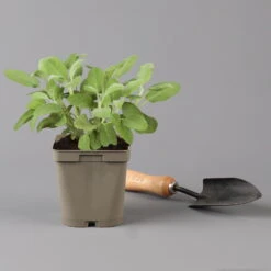 Grillkräuter Salbei, Rosmarin & Thymian, Topf 11x11 Cm, Inkl. Greenbar® -Bestes Gartengeräte Geschäft 1610300382 salbei Greenbar Grillkraeuter Kasten Anthrazit und 3Kraeuter t 122890