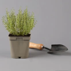 Grillkräuter Salbei, Rosmarin & Thymian, Topf 11x11 Cm, Inkl. Greenbar® -Bestes Gartengeräte Geschäft 1610300382 thymian Greenbar Grillkraeuter Kasten Anthrazit und 3Kraeuter t 122889