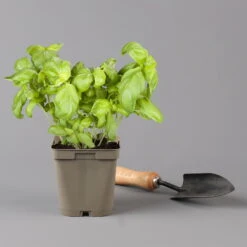 Küchenkräuter Basilikum, Oregano & Petersilie, Topf 11x11 Cm, Inkl. Greenbar® -Bestes Gartengeräte Geschäft 1610300383 basilikum Greenbar Kuechenkraeuter Kasten Anthrazit und 3Kraeuter 122886