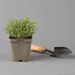 Küchenkräuter Basilikum, Oregano & Petersilie, Topf 11x11 Cm, Inkl. Greenbar® -Bestes Gartengeräte Geschäft 1610300383 oregano Greenbar Kuechenkraeuter Kasten Anthrazit und 3Kraeuter 122885