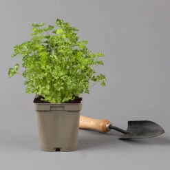 Küchenkräuter Basilikum, Oregano & Petersilie, Topf 11x11 Cm, Inkl. Greenbar® -Bestes Gartengeräte Geschäft 1610300383 petersilie Greenbar Kuechenkraeuter Kasten Anthrazit und 3Kraeuter 122884