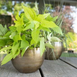 Pflanzgefäß 'Rowen', Gold, Ø 22 X H 17 Cm -Bestes Gartengeräte Geschäft 3210801609 Pflanzgefaess Rowen gold D 22 x H 17 cm 2 114968