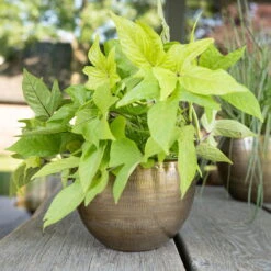 Pflanzgefäß 'Rowen', Gold, Ø 22 X H 17 Cm -Bestes Gartengeräte Geschäft 3210801609 Pflanzgefaess Rowen gold D 22 x H 17 cm 3 114967