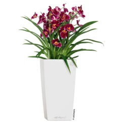 LECHUZA Cubico Premium 40, Weiß Hochglanz, All-in-One-Set, 40 X 40, H:75 Cm -Bestes Gartengeräte Geschäft 3325100114 CubicoPremium22 weiss All in One Set 22x22x41cm RGB 2 7572