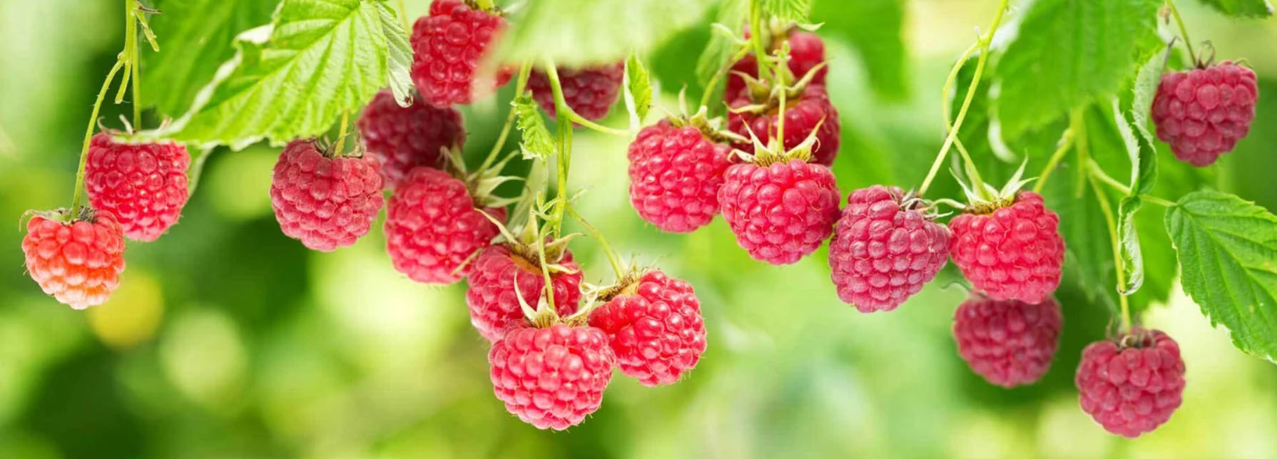 Bestes Gartengeräte Geschäft -Bestes Gartengeräte Geschäft rtyhrty